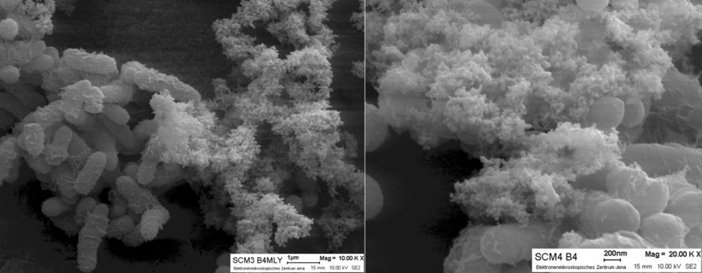 Scanning electron microscopy of cell aggregates and extracellular polymeric substance (EPS) of the isolates Arthrobacter sulfonivorans SCM3 and Rhodococcus globerulus SCM4