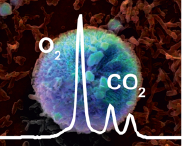 Raman Spectroscopy—An Innovative and Versatile Tool To Follow the Respirational Activity and Carbonate Biomineralization of Important Cave Bacteria